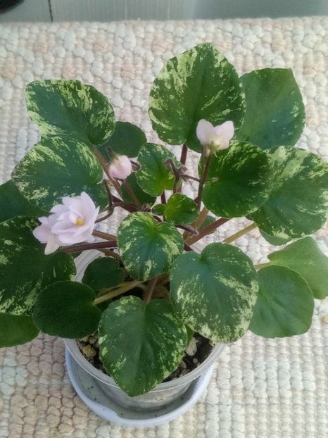 16 mar - Ramblin Lace