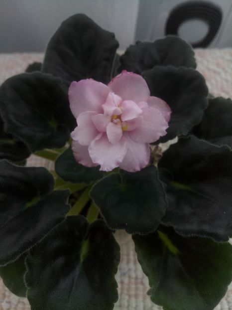 6 mar - RS Florencia