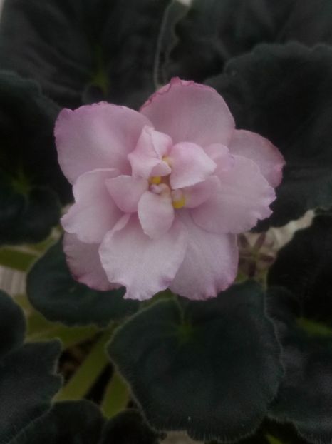 6 mar - RS Florencia