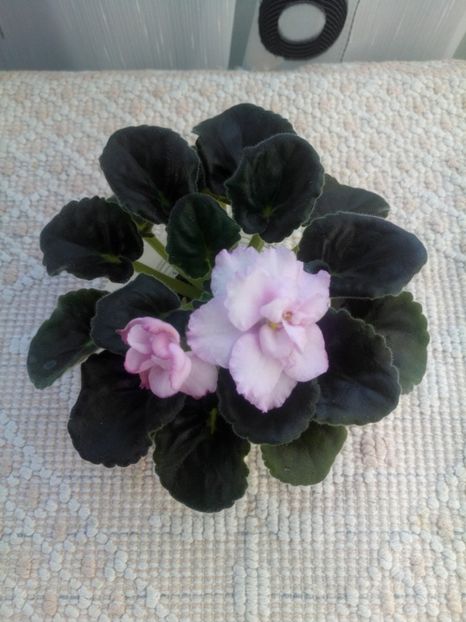 16 mar - RS Florencia