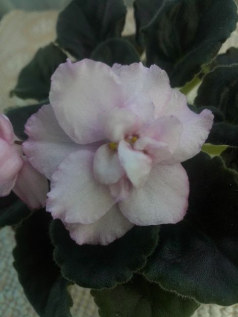 16 mar - RS Florencia