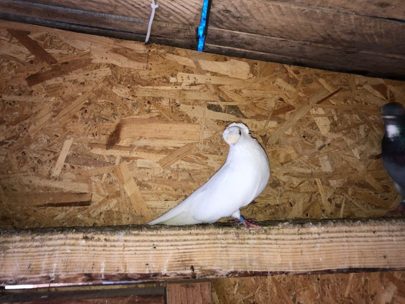  - 0000001 prin voliere