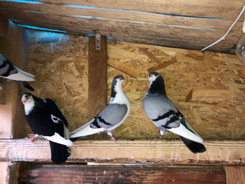  - 0000001 prin voliere