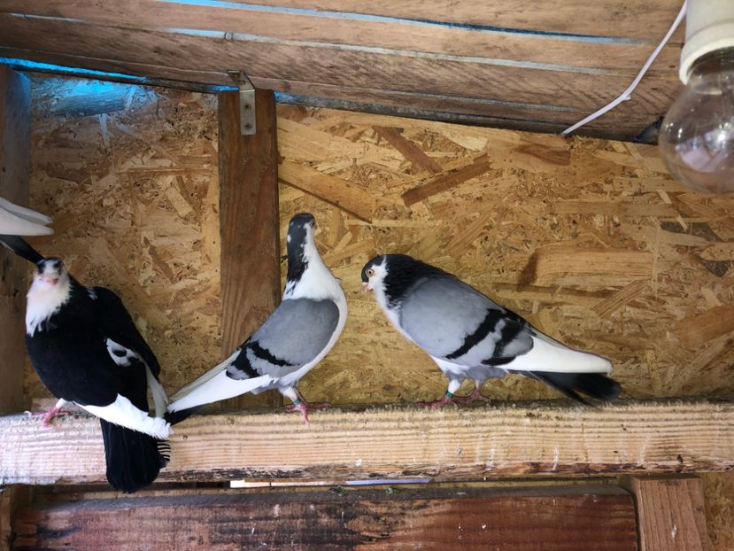  - 0000001 prin voliere