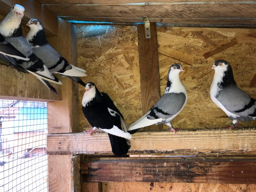  - 0000001 prin voliere