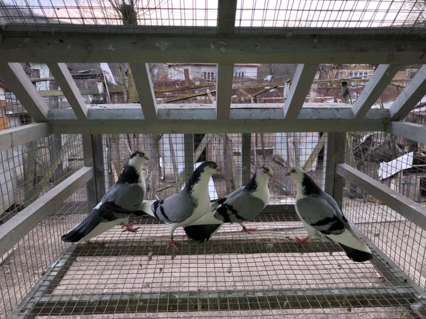  - 0000001 prin voliere