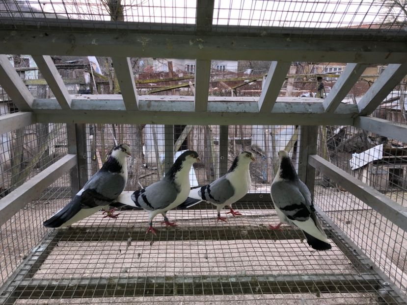  - 0000001 prin voliere