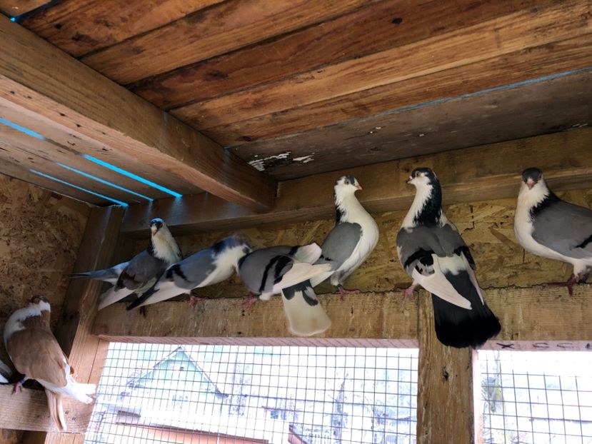  - 0000001 prin voliere