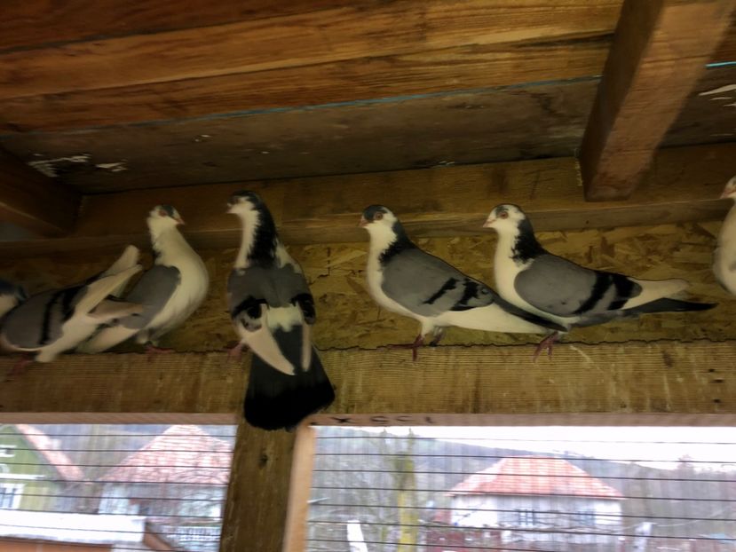  - 0000001 prin voliere