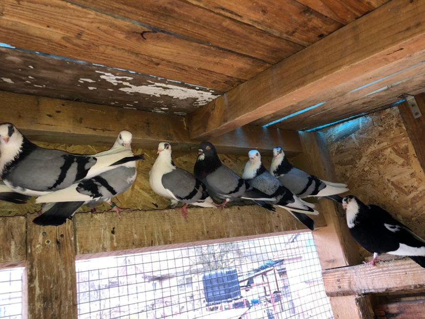  - 0000001 prin voliere