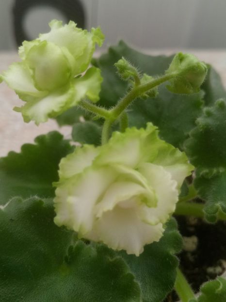 18 mar - Irish Flirt