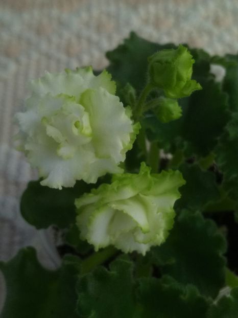 22 mar - Irish Flirt