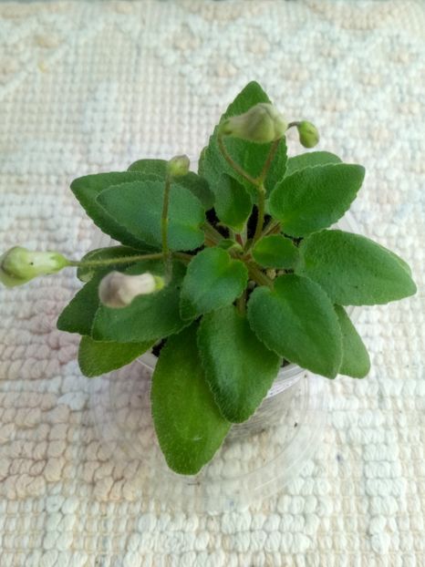 17 ian - Morgan s Sweet Patootie