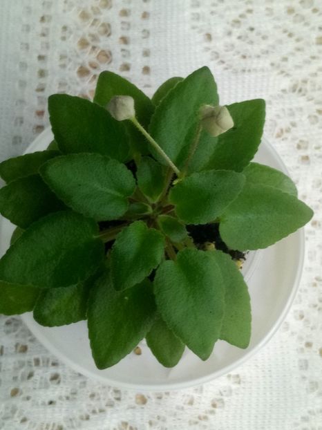 7 feb - Morgan s Sweet Patootie