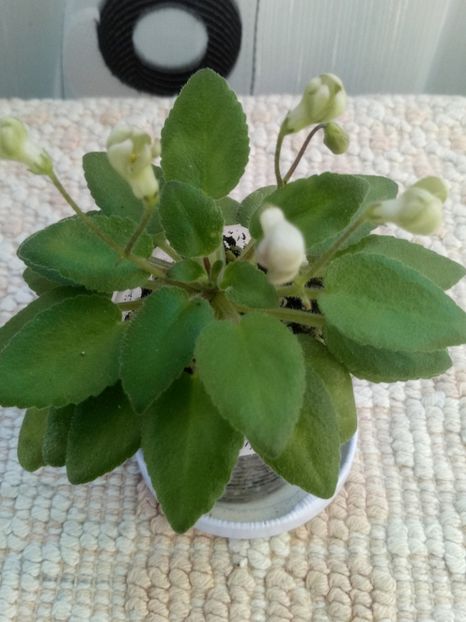 16 mar - Morgan s Sweet Patootie