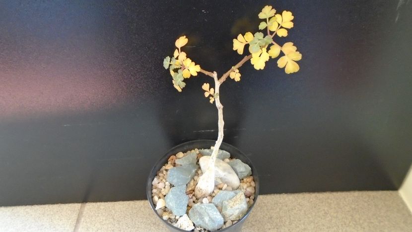 Pachycormus discolor - Caudiciforme - pachycaule si bulboase 2020