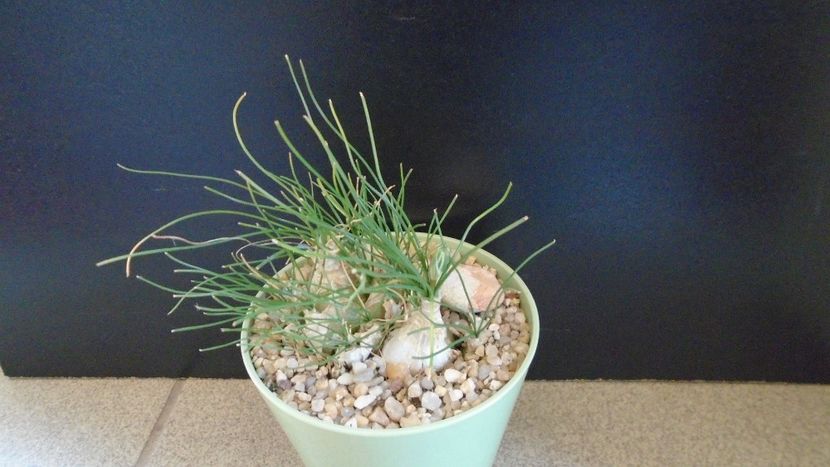 Albuca polyphylla Augrabies Hills - Caudiciforme - pachycaule si bulboase 2020
