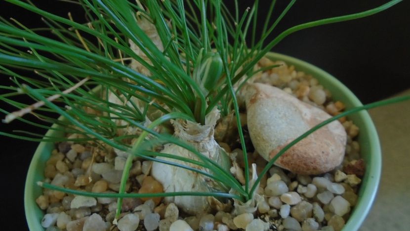 Albuca polyphylla Augrabies Hills - Caudiciforme - pachycaule si bulboase 2020