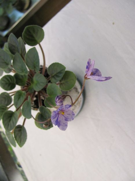  - ZZZFrosted Fantasy