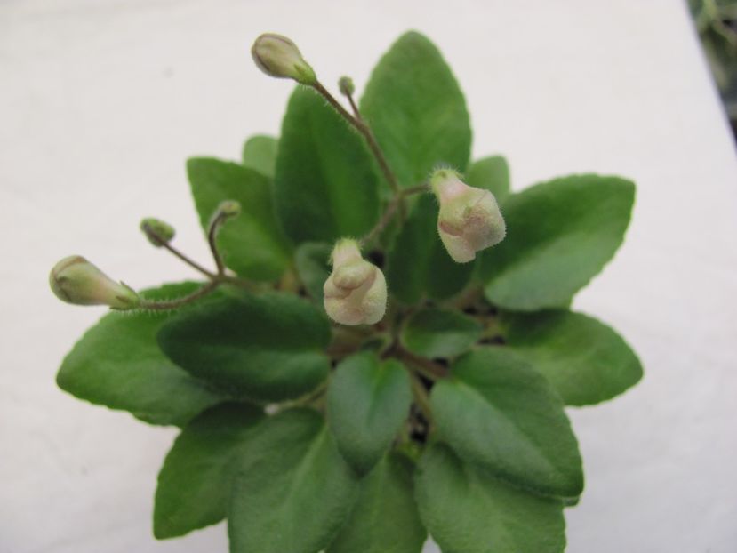  - Morgan s Sweet Patootie