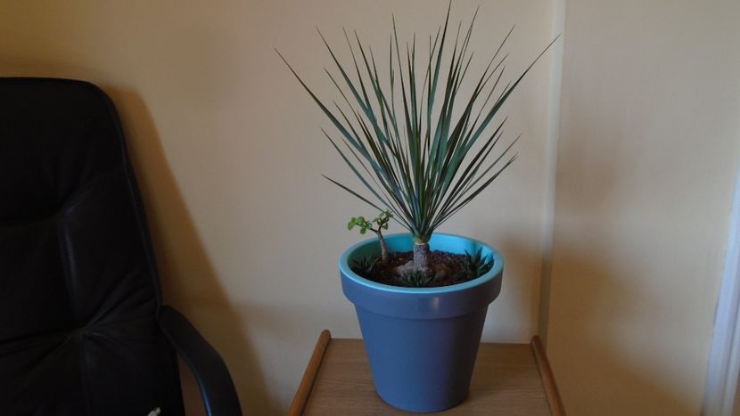 Yucca rostrata - Agave - Yucca si Dracaena 2020
