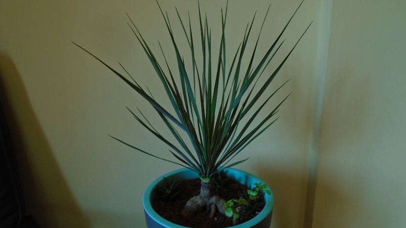 Yucca rostrata - Agave - Yucca si Dracaena 2020