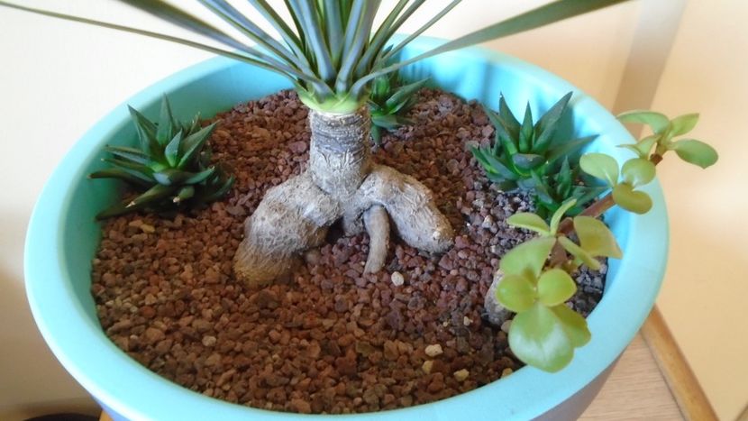 Yucca rostrata - Agave - Yucca si Dracaena 2020