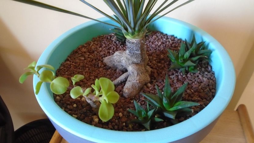 Yucca rostrata - Agave - Yucca si Dracaena 2020