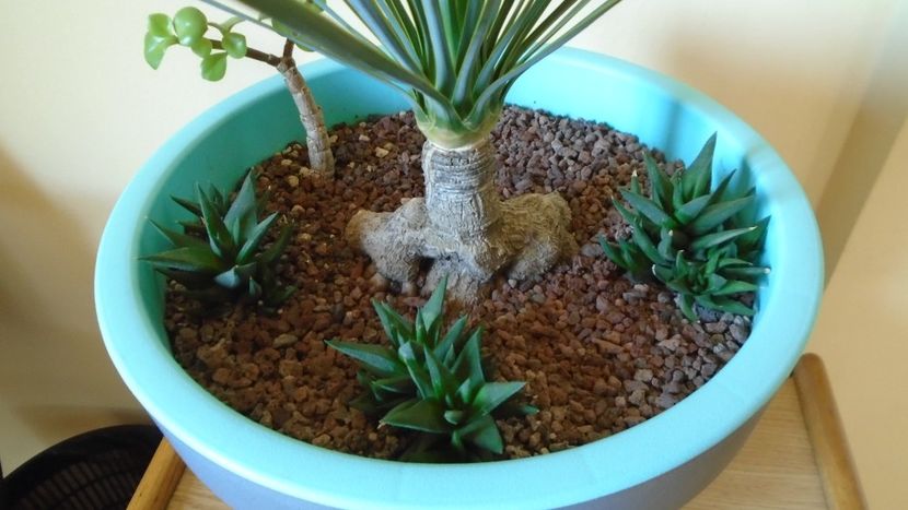 Yucca rostrata - Agave - Yucca si Dracaena 2020