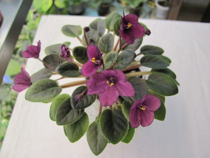  - ZZSensational Sandra