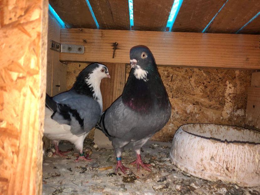  - 0000001 prin voliere