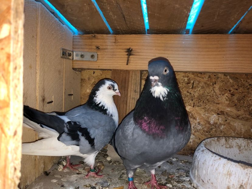  - 0000001 prin voliere