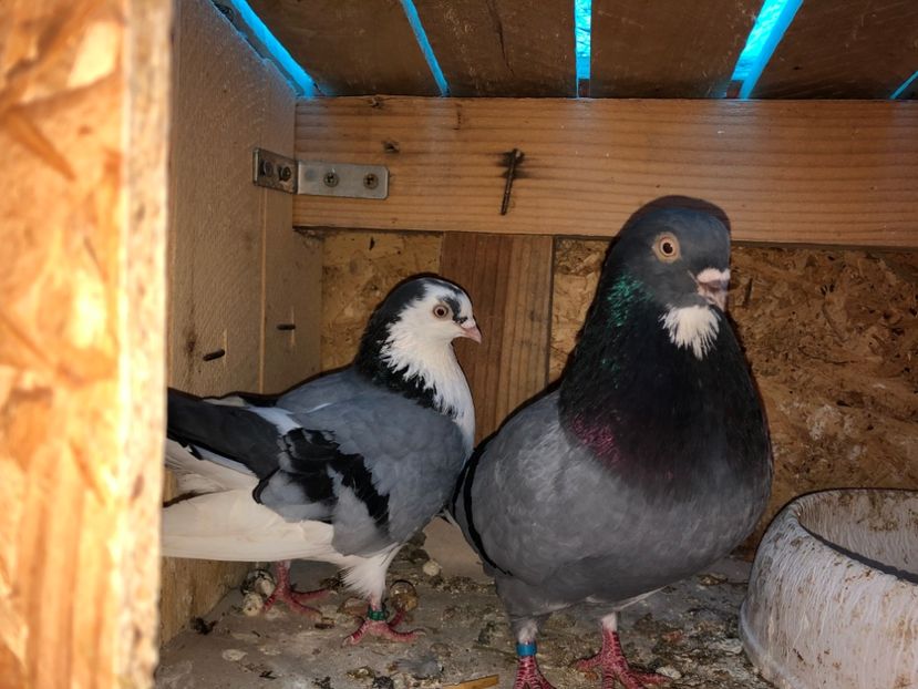  - 0000001 prin voliere