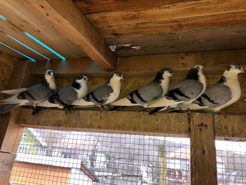  - 0000001 prin voliere