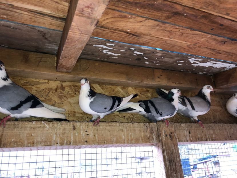  - 0000001 prin voliere