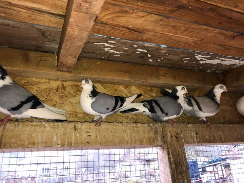  - 0000001 prin voliere