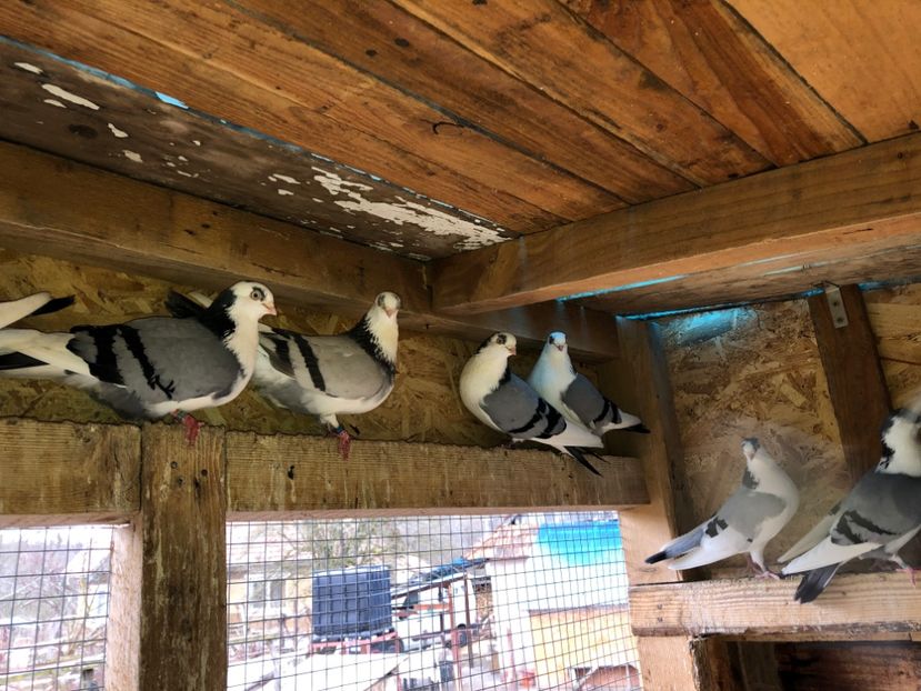  - 0000001 prin voliere