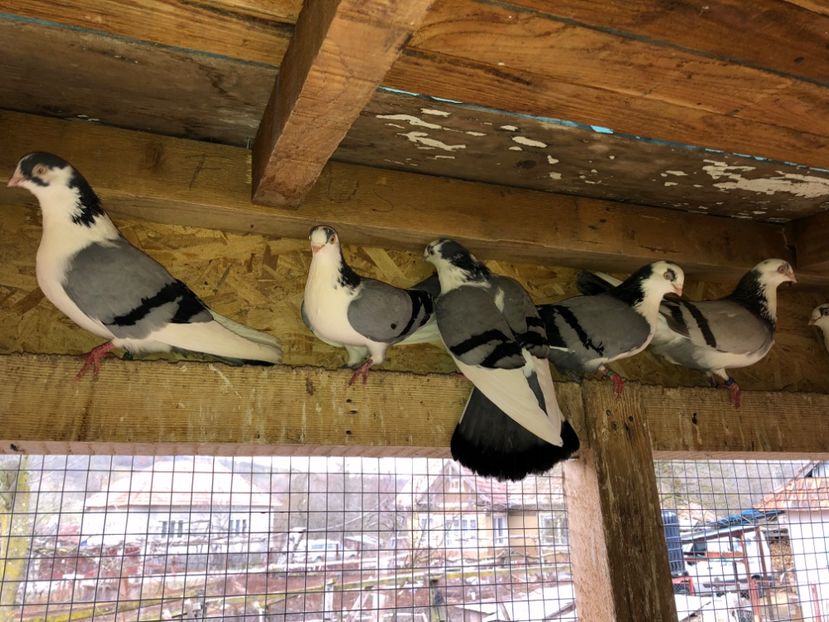  - 0000001 prin voliere