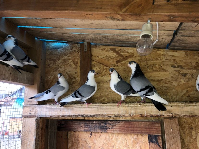  - 0000001 prin voliere