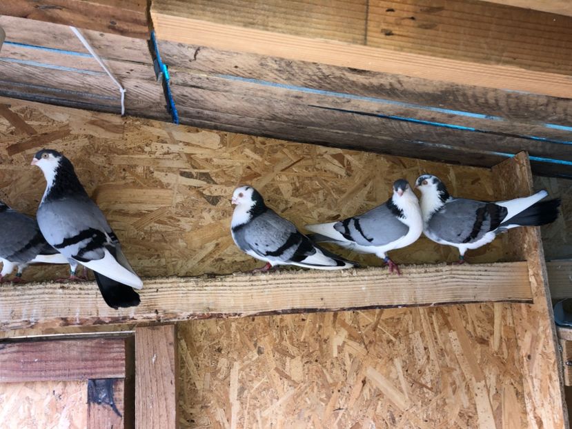  - 0000001 prin voliere