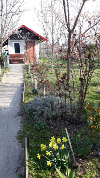  - Gradina primavara 2020