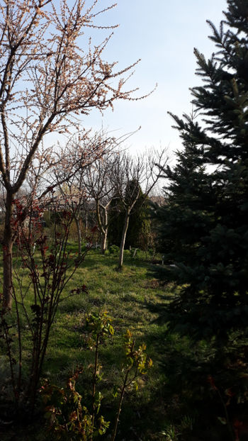  - Gradina primavara 2020
