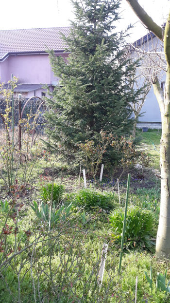  - Gradina primavara 2020