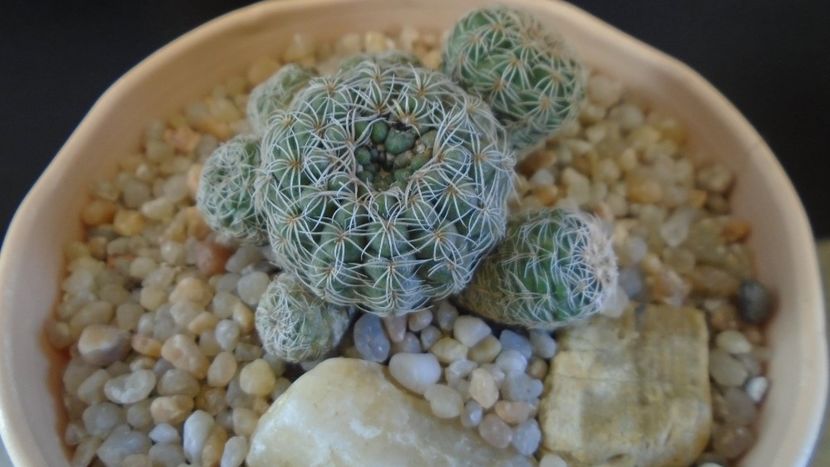 Gymnocalycium bruchii - Cactusi 2020 Gymnocalycium