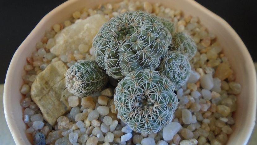 Gymnocalycium bruchii - Cactusi 2020 Gymnocalycium