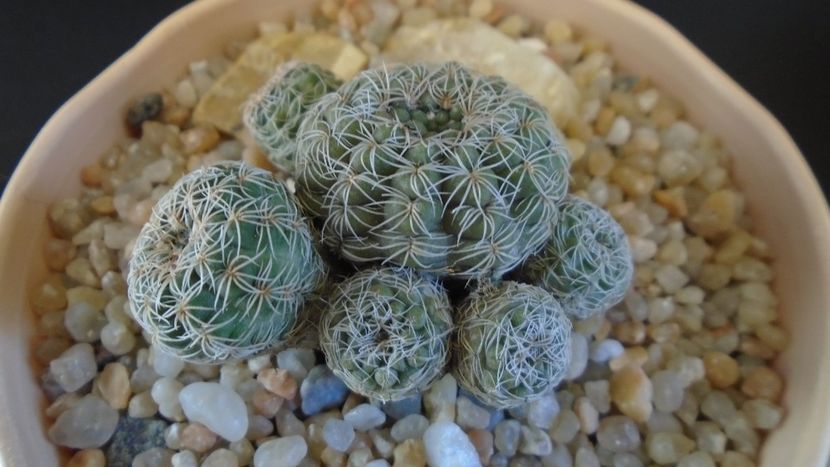 Gymnocalycium bruchii - Cactusi 2020 Gymnocalycium