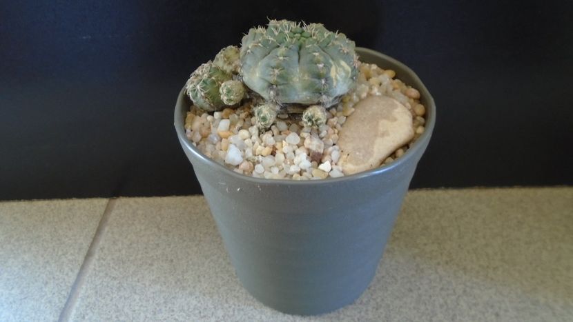 Gymnocalycium bruchii f. brigittae,  Taninga, Argentina - Cactusi 2020 Gymnocalycium