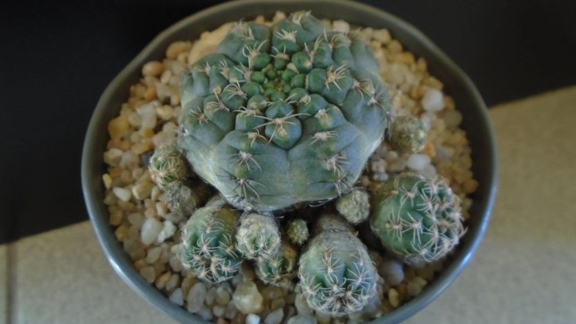 Gymnocalycium bruchii f. brigittae,  Taninga, Argentina - Cactusi 2020 Gymnocalycium