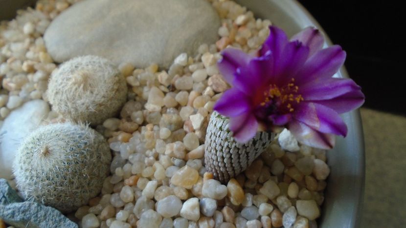 Turbinicarpus pseudopectinatus - Cactusi 2020 evolutie