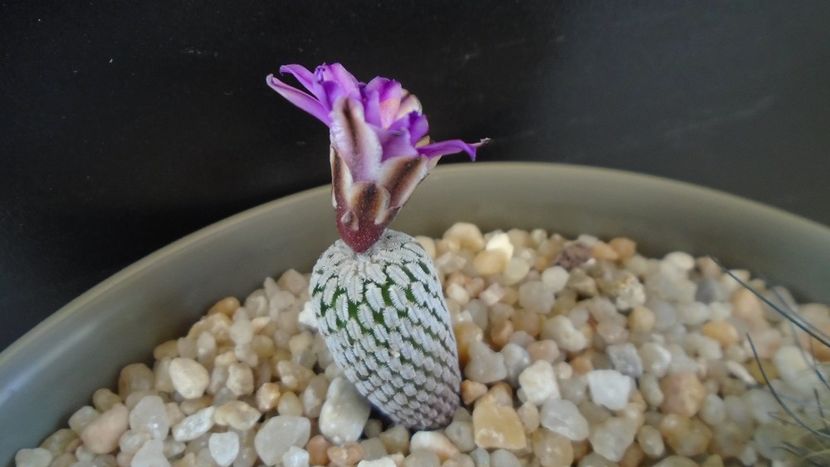 Turbinicarpus pseudopectinatus - Cactusi 2020 evolutie